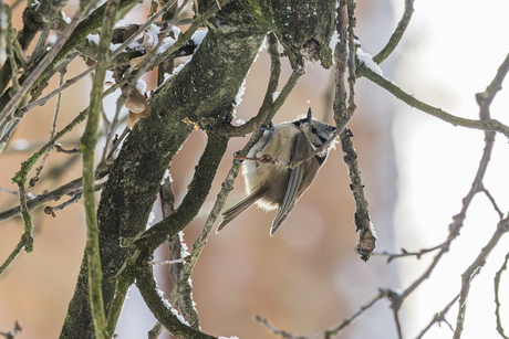 Kuifmees in tegenlicht