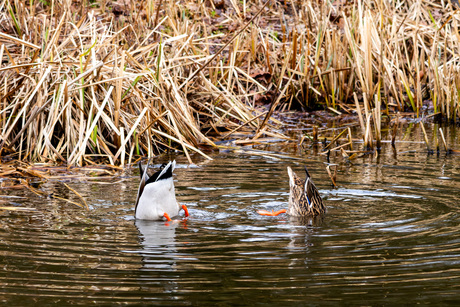 Ondersteboven op zoek naar lunch