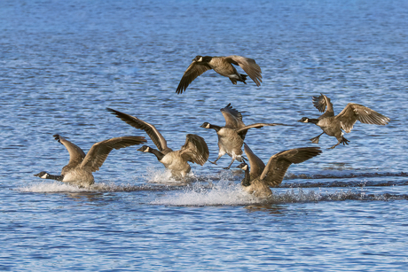 Canadese ganzen in beweging