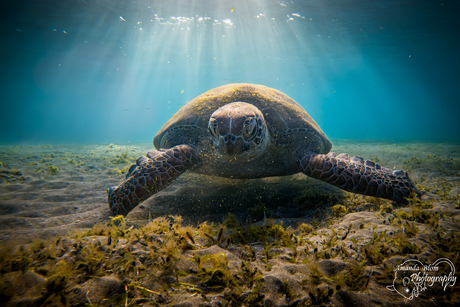 Groene Zeeschildpad