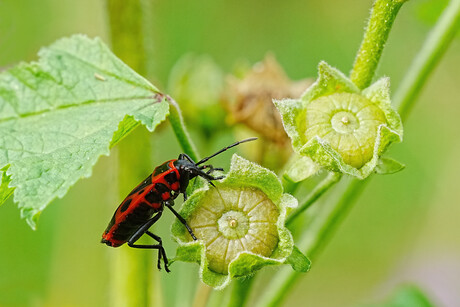Vuurwants op Kaasjeskruid