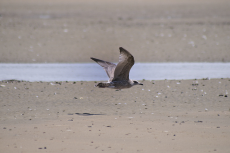 Jonge meeuw in vlucht