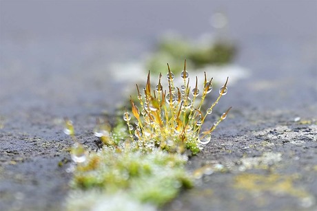 Gewoon Muursterretje (Tortula muralis)