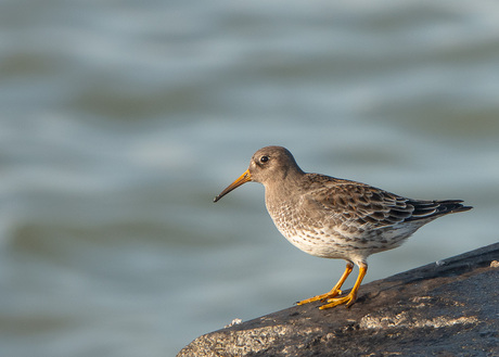 Paarse strandloper