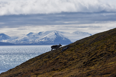 Grazend tussen sneeuw en ijs