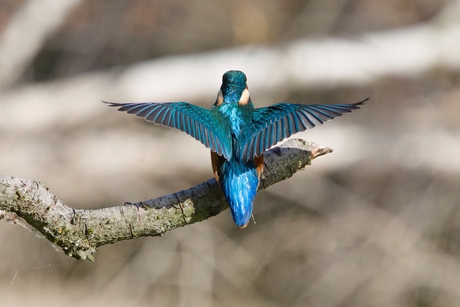 King ( Fisher ) of the wold !