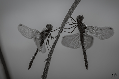 Libellen worden wakker op een ochtend vol dauw