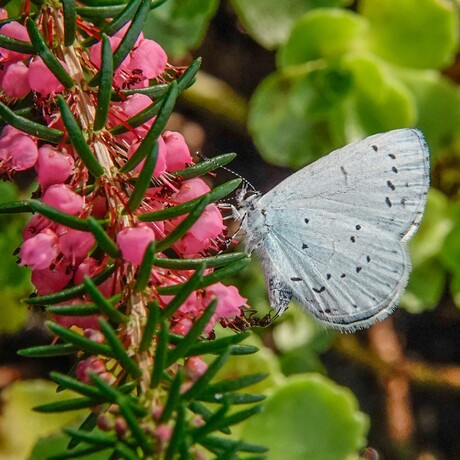 Blauwtje en de mier......