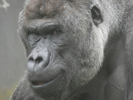 Gorilla