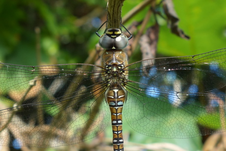 Hij ging er echt voor zitten