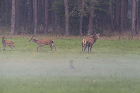 Bronst op de Veluwe 