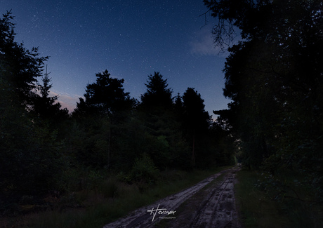 Nacht in het bos...