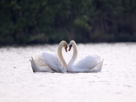 Liefde in de natuur