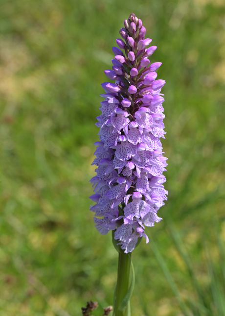 De Gevlekte orchis - Dactylorhiza maculata