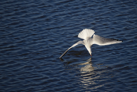Kokmeeuw duikt in water