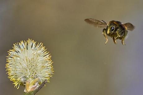 Hommel en bloeiende wilgen