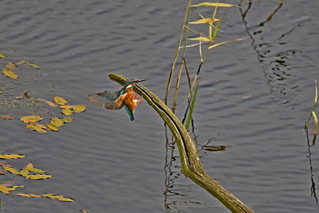 IJsvogel