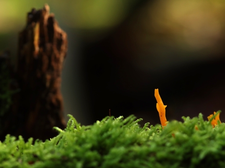 in het bos