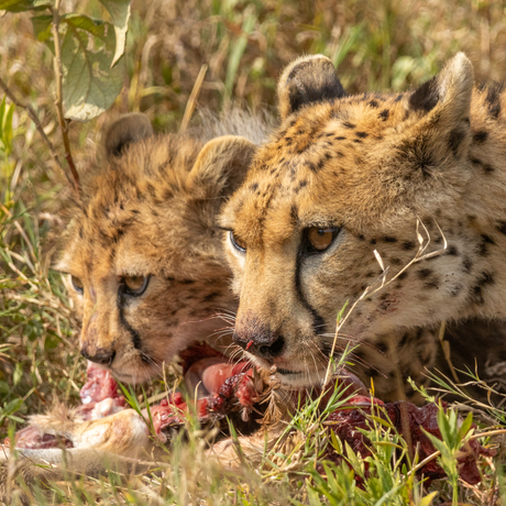 cheetahs eat prey