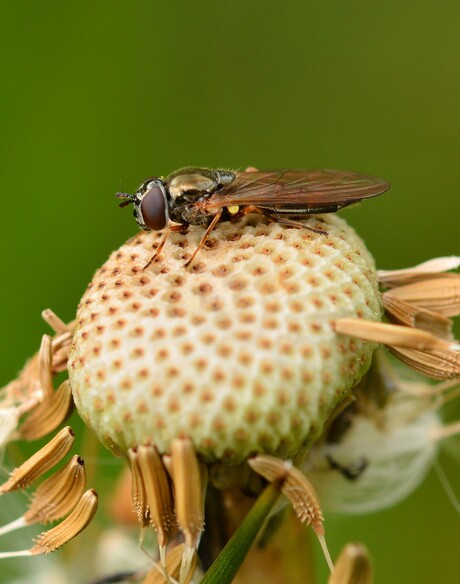 Zweefvlieg op paardenbloem.