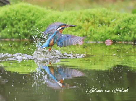 Ijsvogel 