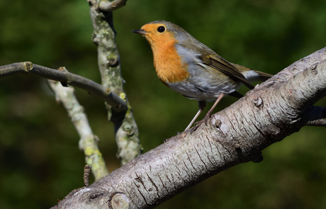 roodborstje in de tuin