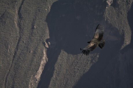Condor in Colca Canyon