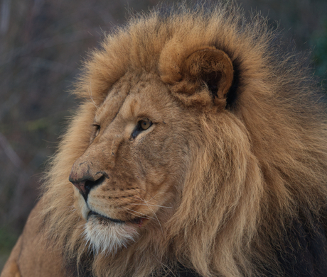 de leeuw kijk in de in de zon 