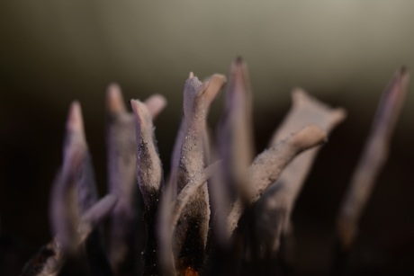 Als haringen in een ton