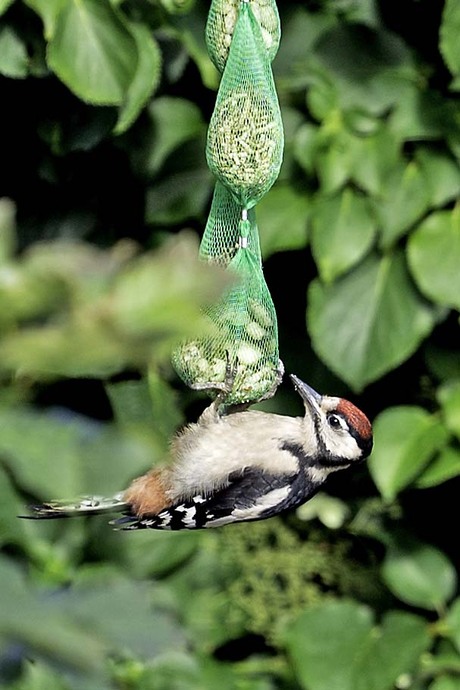 Spichtige jonge bonte specht