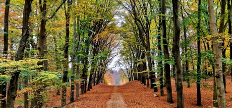 Het pad door de herfst heen 