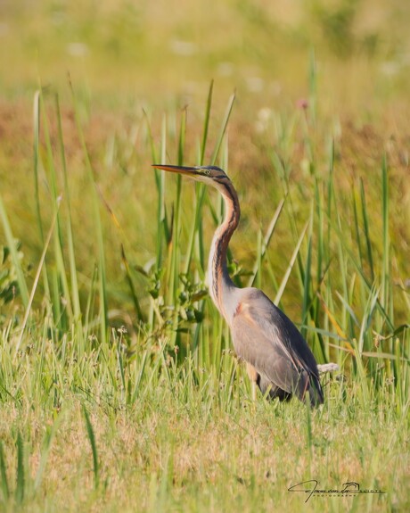 Purperreiger