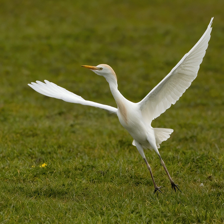 Koereiger