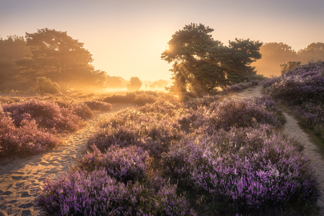 Het pad naar de Zon.