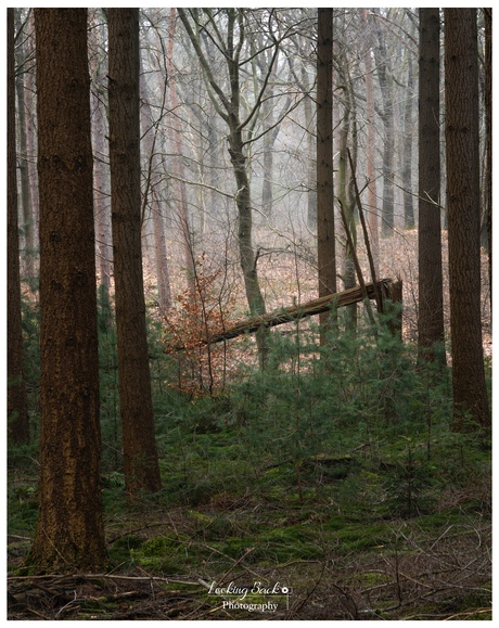 Waar de mist blijft hangen