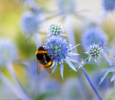 Hommel
