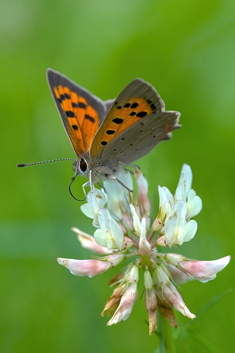 Kleine Vuurvlinder