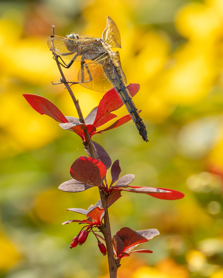 Libel op berberis.