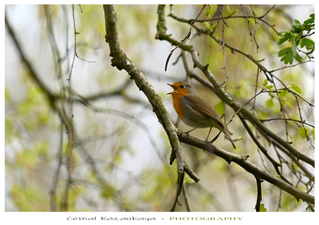 Roodborst