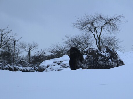 Schip van de woestijn