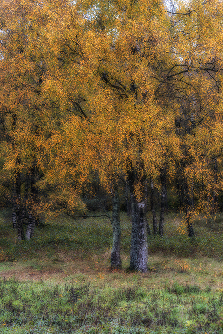 Berken in herfsttooi 