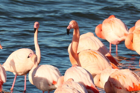 flamingo's