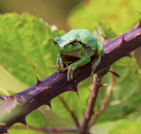 Boomkikker 