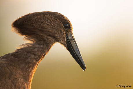 Hamerkop