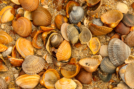 Stille Verzameling van de Zee