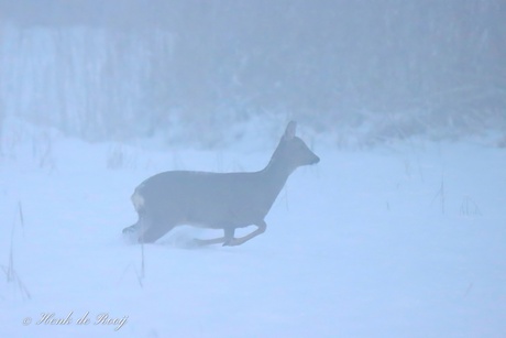 ree in de mist.