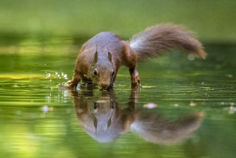 eekhoorn te water