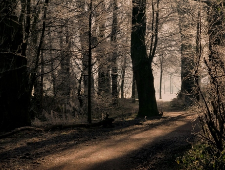 Givre et lumière