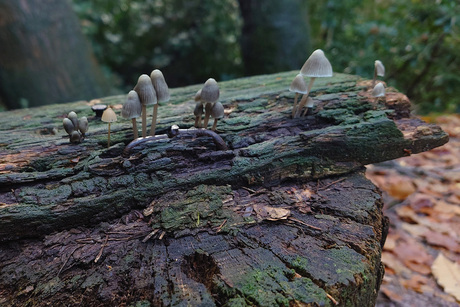 Van bank tot voedingsbodem