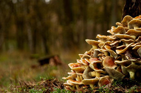 Paddenstoelen